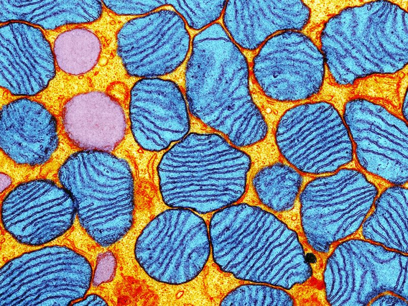 Mitochondria. Colored transmission electron micrograph (TEM) of mitochondria (blue) in an adipocyte (fat cell). Mitochondria are a type of organelle found in the cytoplasm of eukaryotic cells. They oxidize sugars and fats to produce energy in a process called respiration. A mitochondrion has two membranes, a smooth outer membrane and a folded inner membrane. The folds of the inner membrane are called cristae, and it is here that the chemical reactions to produce energy take place. Magnification: x20,000 when printed at 10 centimeters wide.