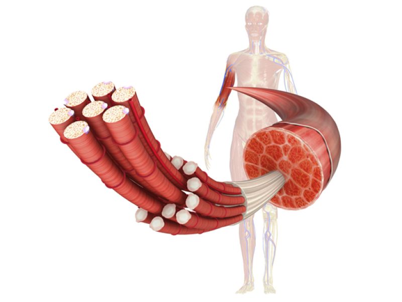 fissac _ capilarización muscular envejecimiento