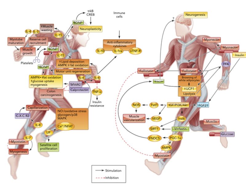 fissac _ ejercicio enfermedades cardiovasculares