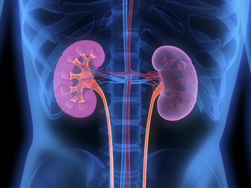 fissac _ proteínas daño renal mito realidad