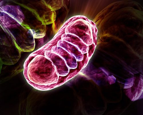 fissac_Ejercicio-físico-y-biología-redox-una-orquesta-de-electrones_