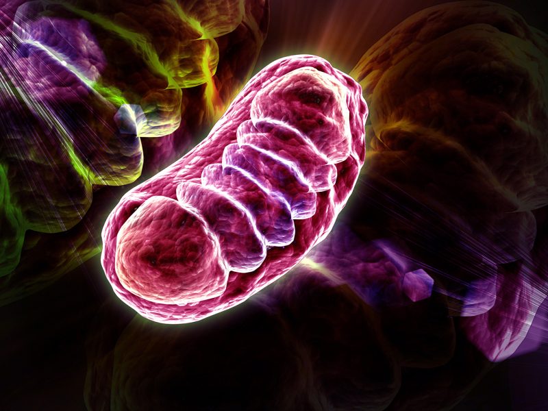 fissac_Ejercicio-físico-y-biología-redox-una-orquesta-de-electrones_