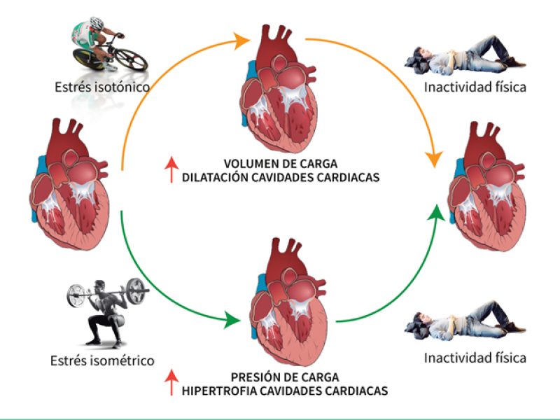 fissac_remodelación cardiaca